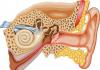 Por qué tinnitus: las principales causas y métodos de tratamiento